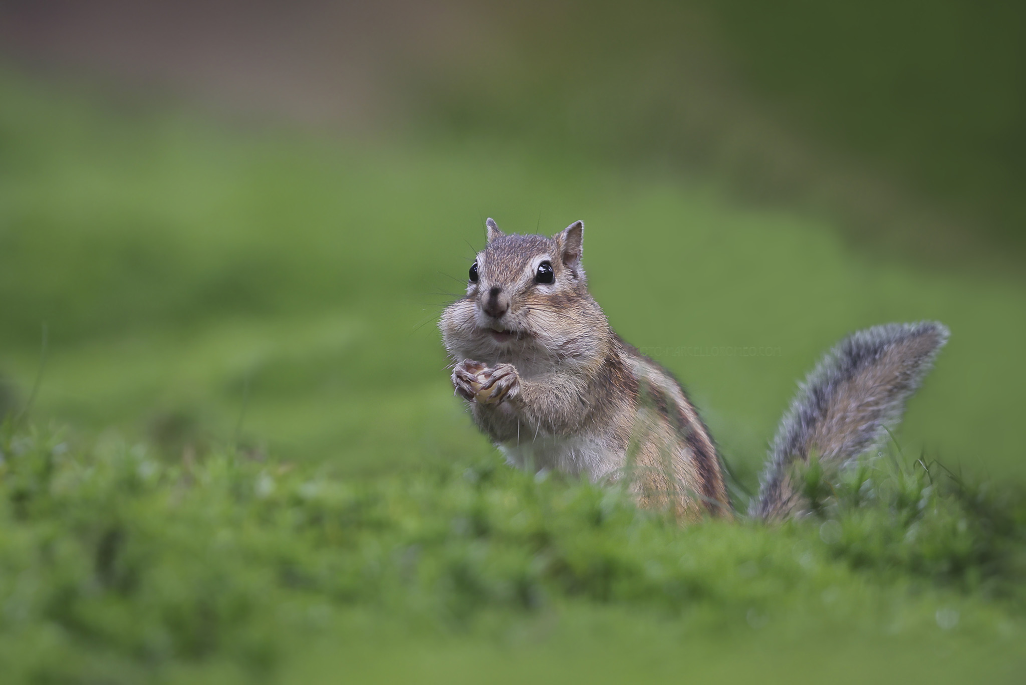 Siberische Grondeekhoorn; Siberian Chipmunk; Tamias sibiricus
