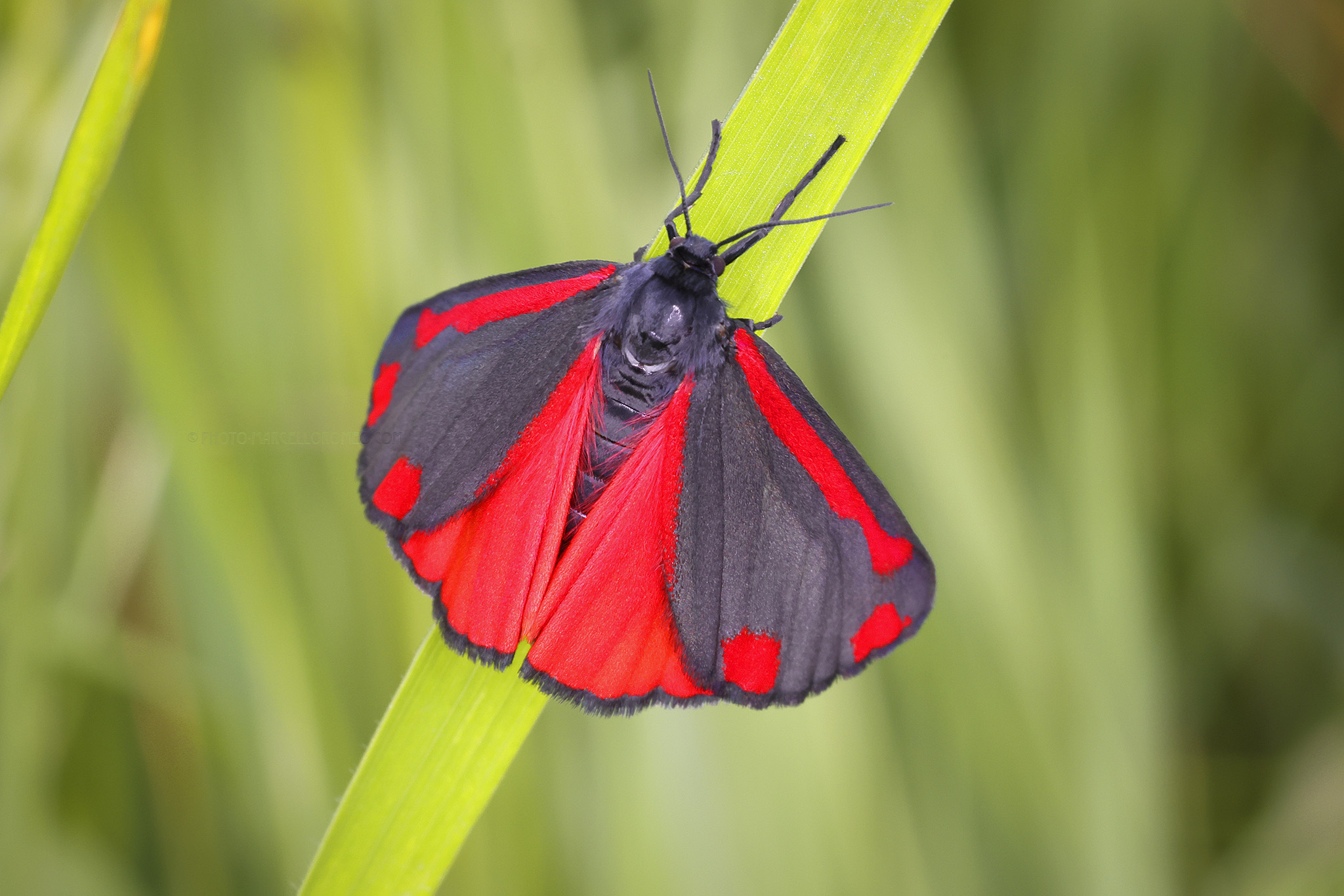 Sint-Jacobsvlinder; Cinnabar Moth; Tyria jacobaeae