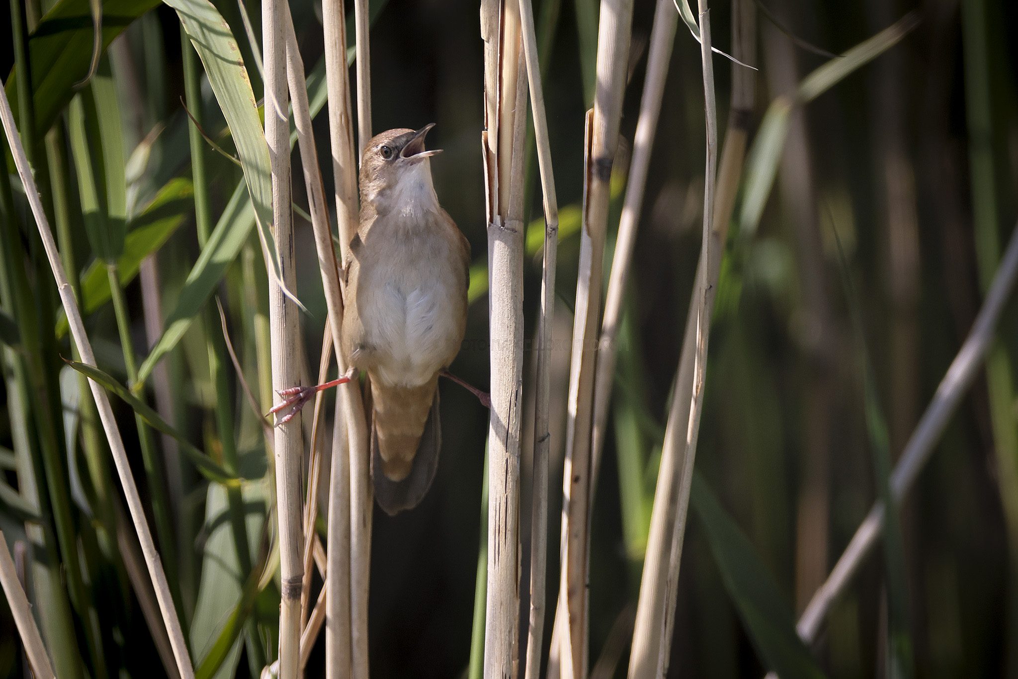 Snor; Savi's Warbler; Locustella luscinioides