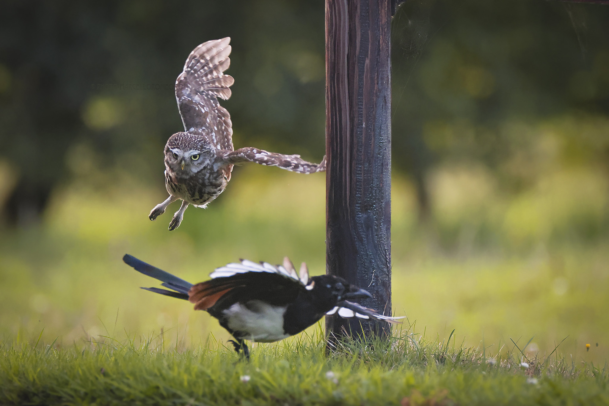 Steenuil; Little Owl; Athene noctua