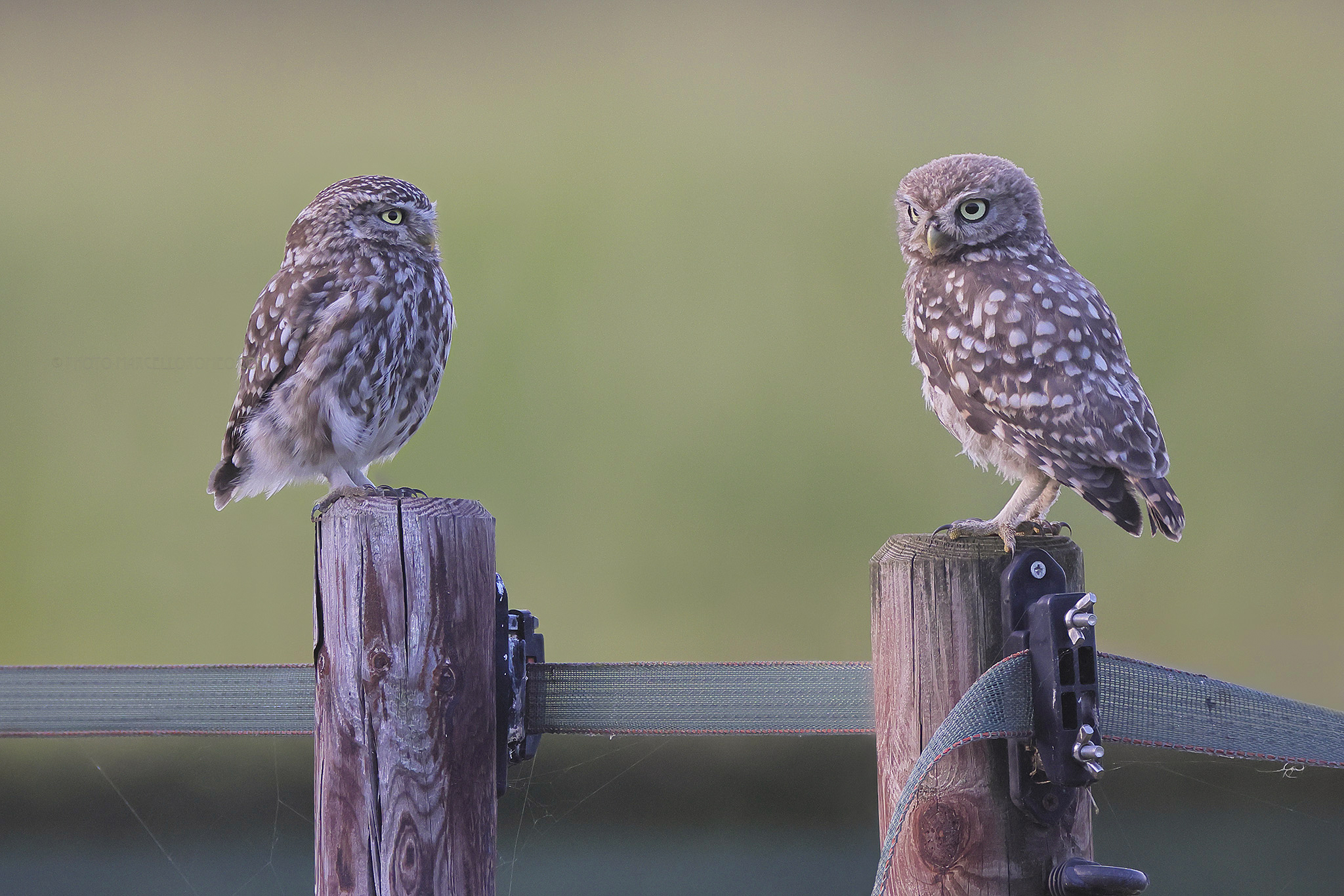 Steenuil; Little Owl; Athene noctua