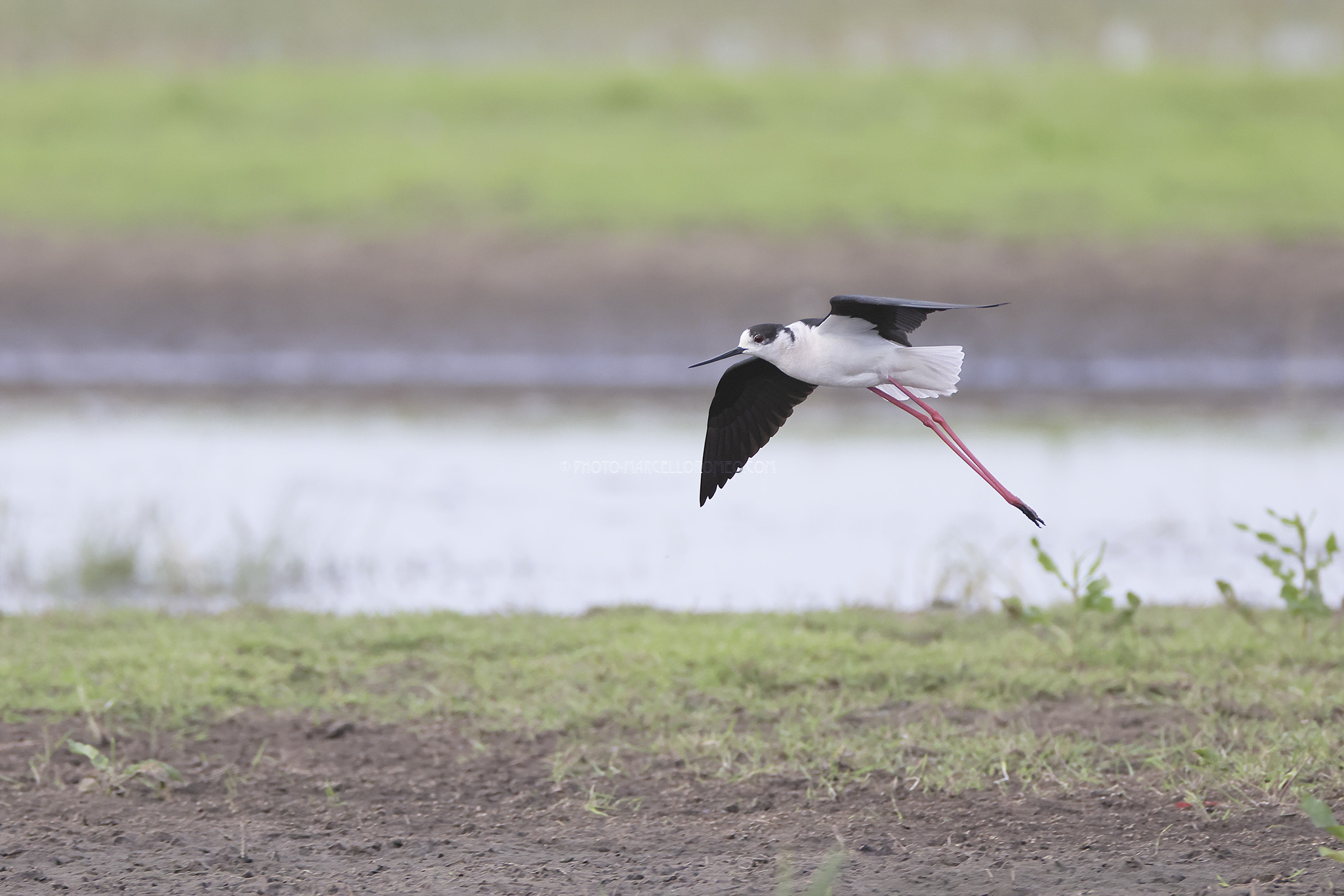Steltkluut; Black-winged Stilt; Himantopus himantopus