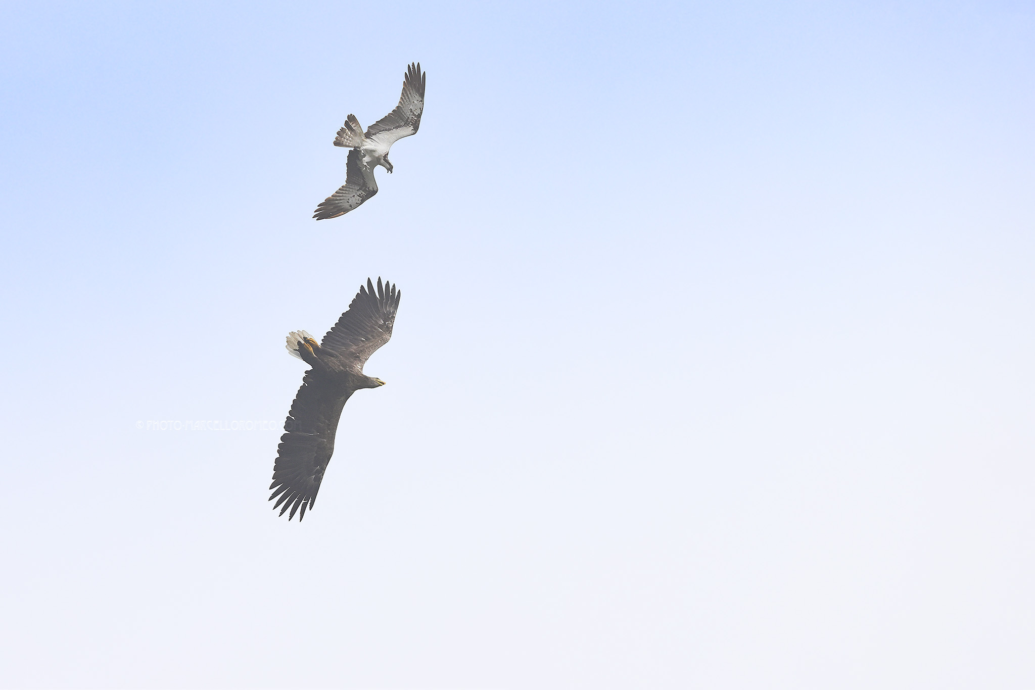 Visarend  Osprey  Pandion haliaetus & Haliaeetus albicilla