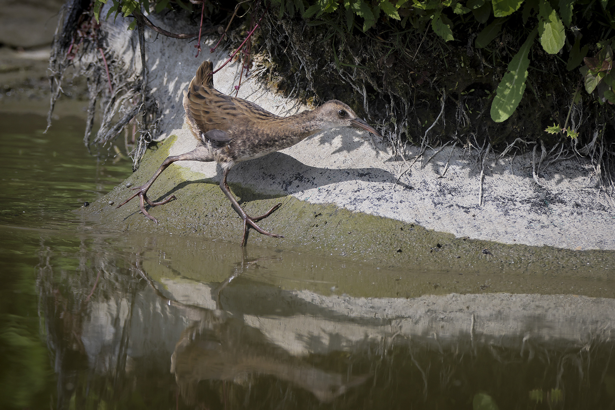 Waterral; Water Rail; Rallus aquaticus
