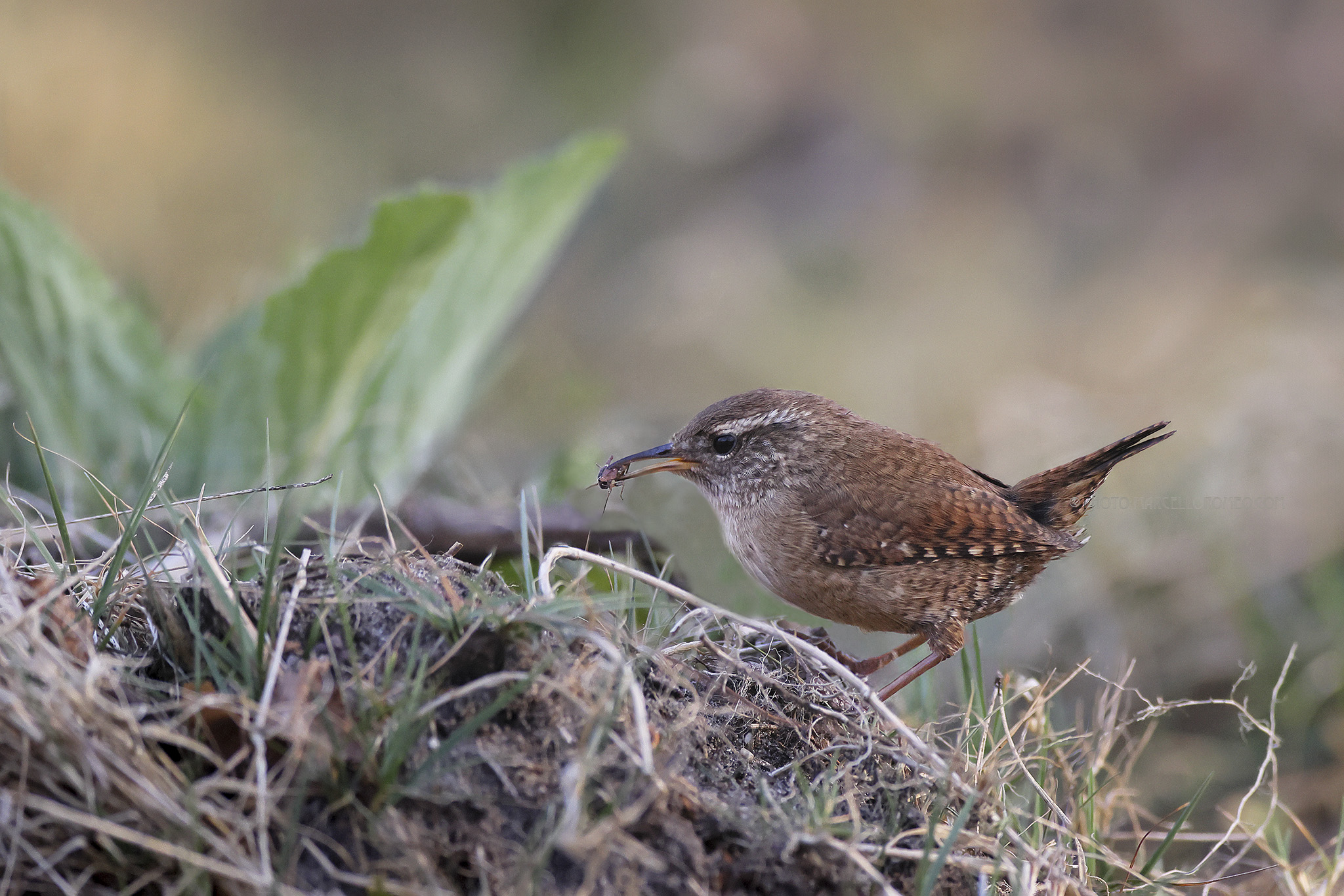 Winterkoning: Eurasian Wren; Troglodytes troglodytes
