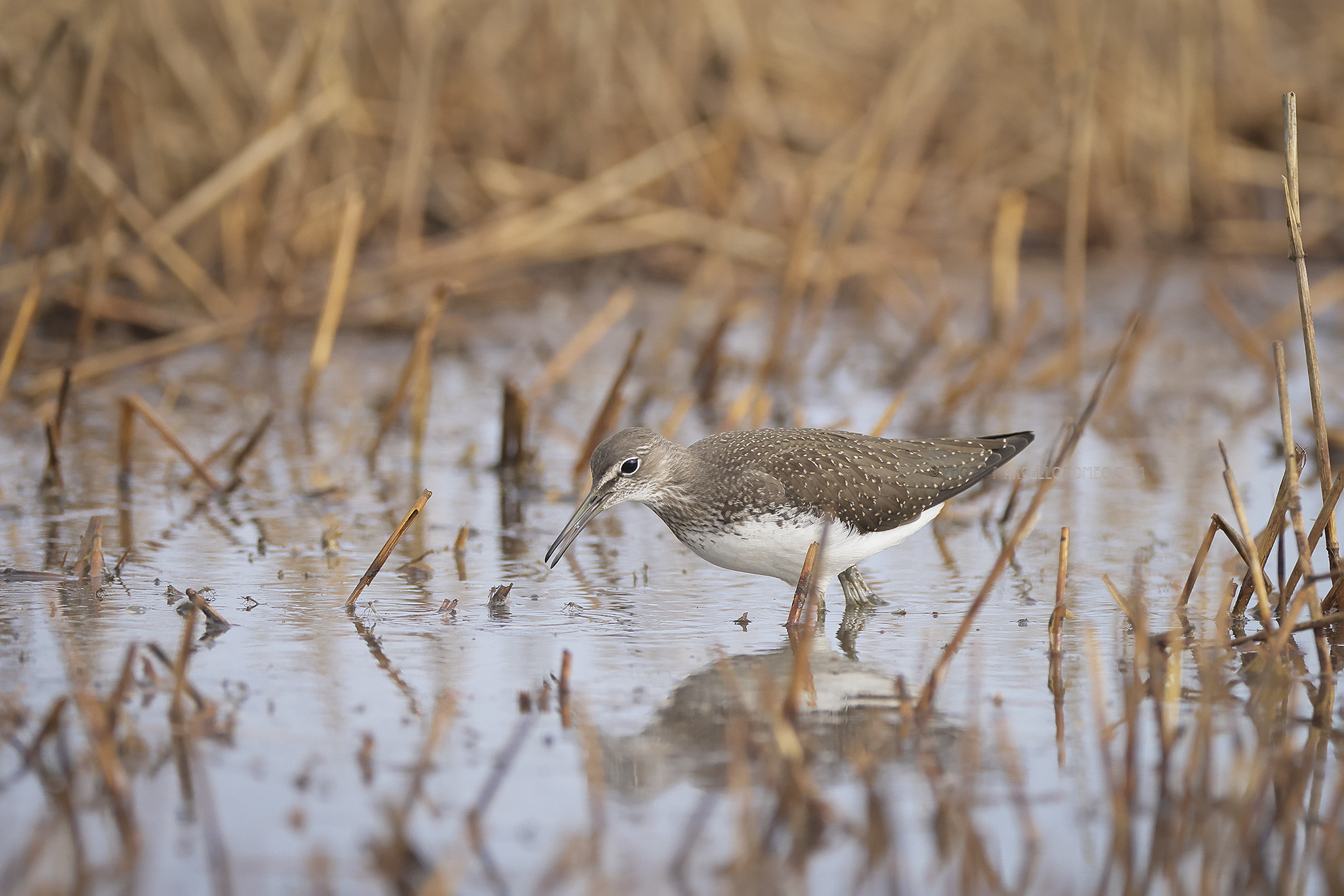 Witgat; Green Sandpiper; Tringa ochropus