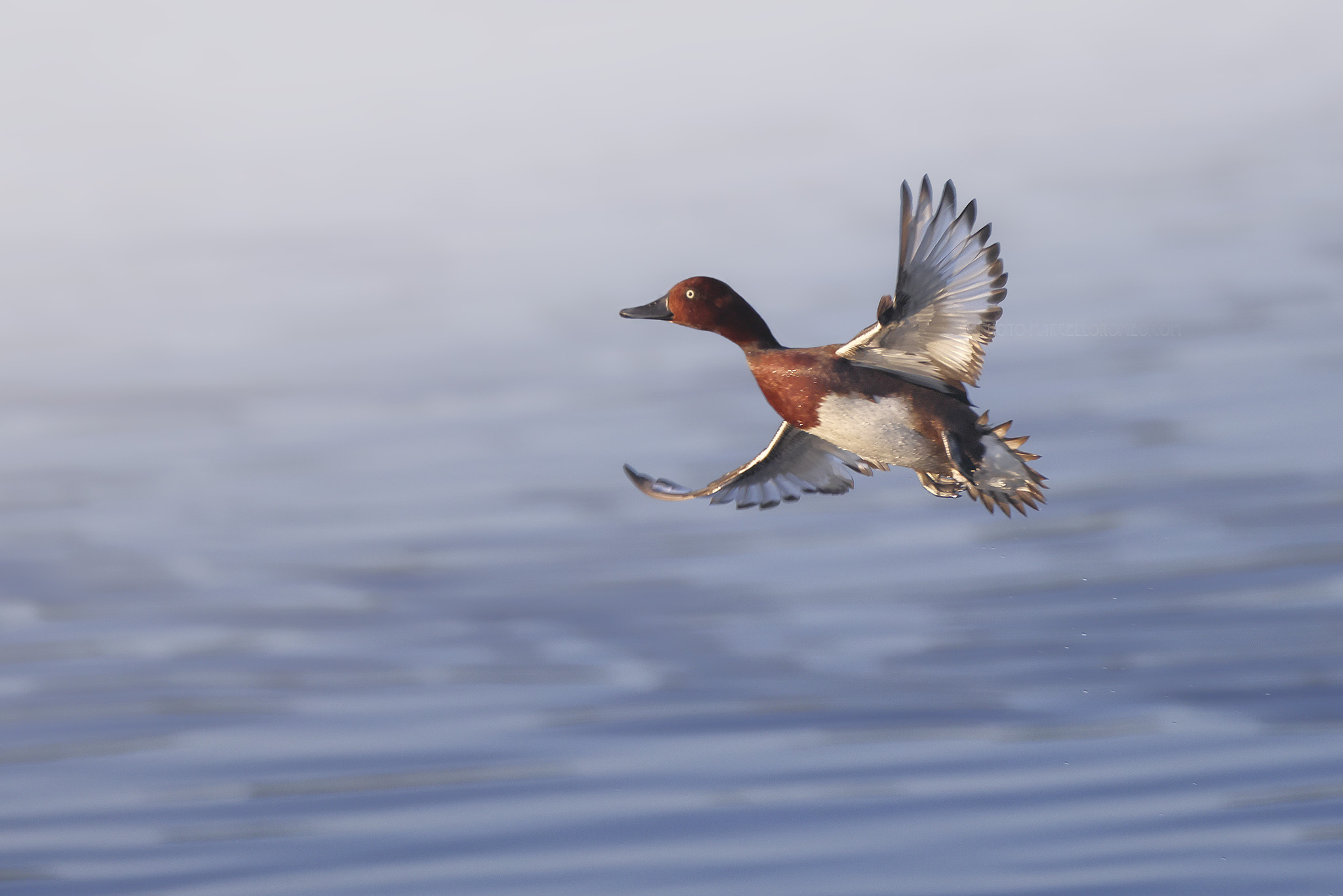 Witoogeend; Feruginous Duck; Aythya nyroca
