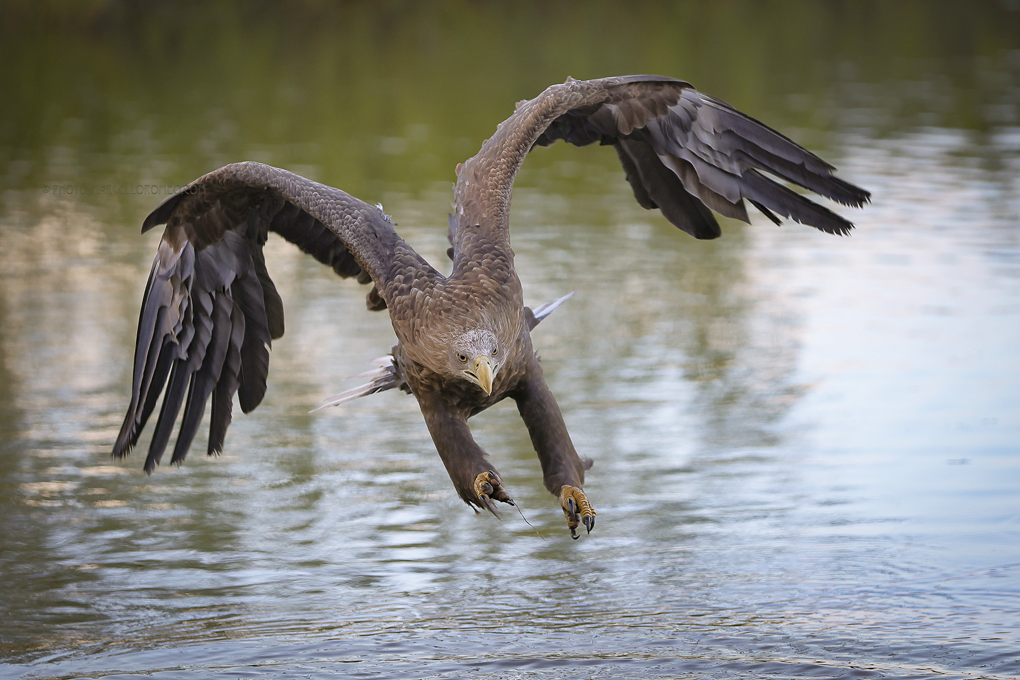 Zeearend; White-tailed Eagle; Haliaeetus albicilla