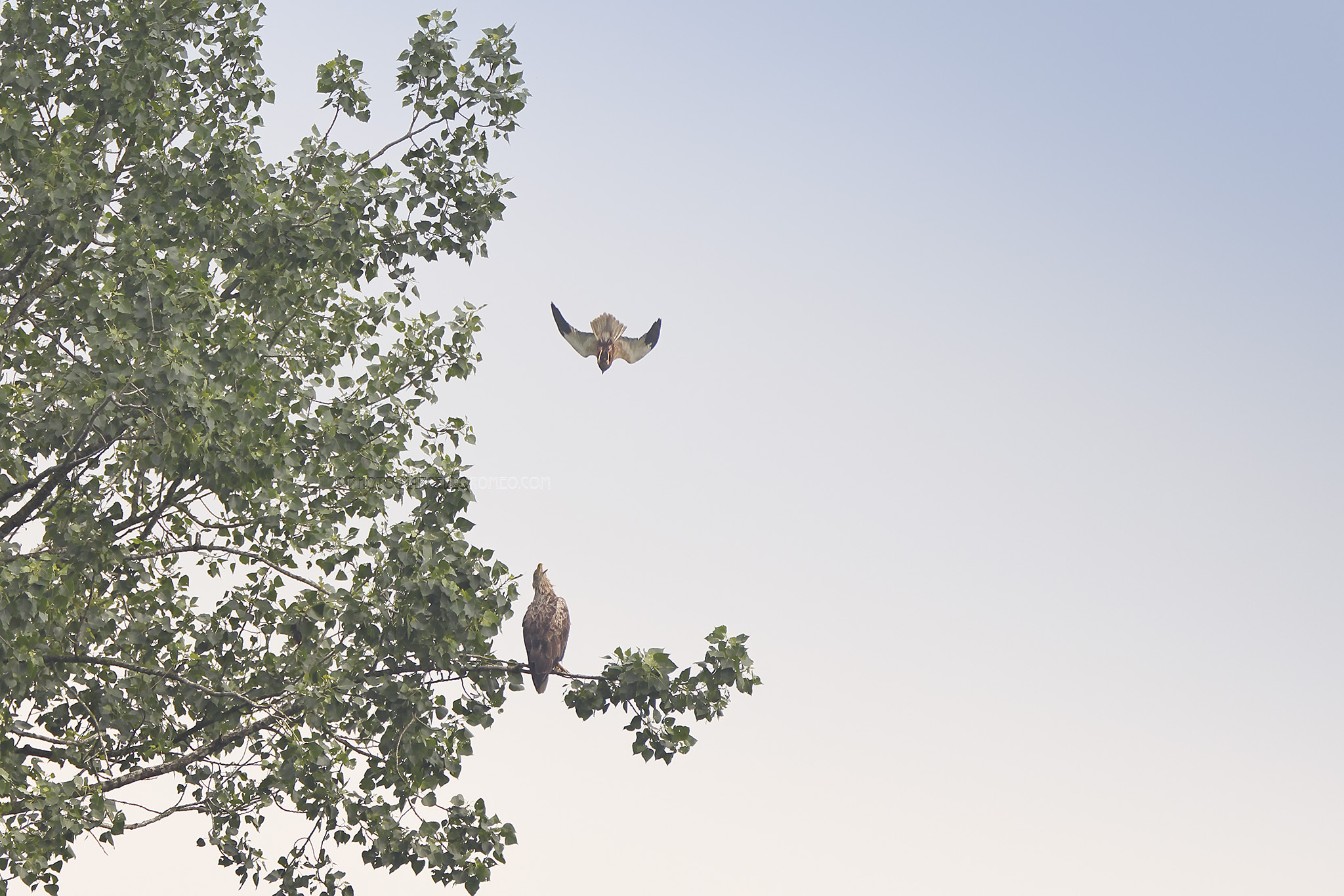 Zeearend; White-tailed Eagle; Haliaeetus albicilla