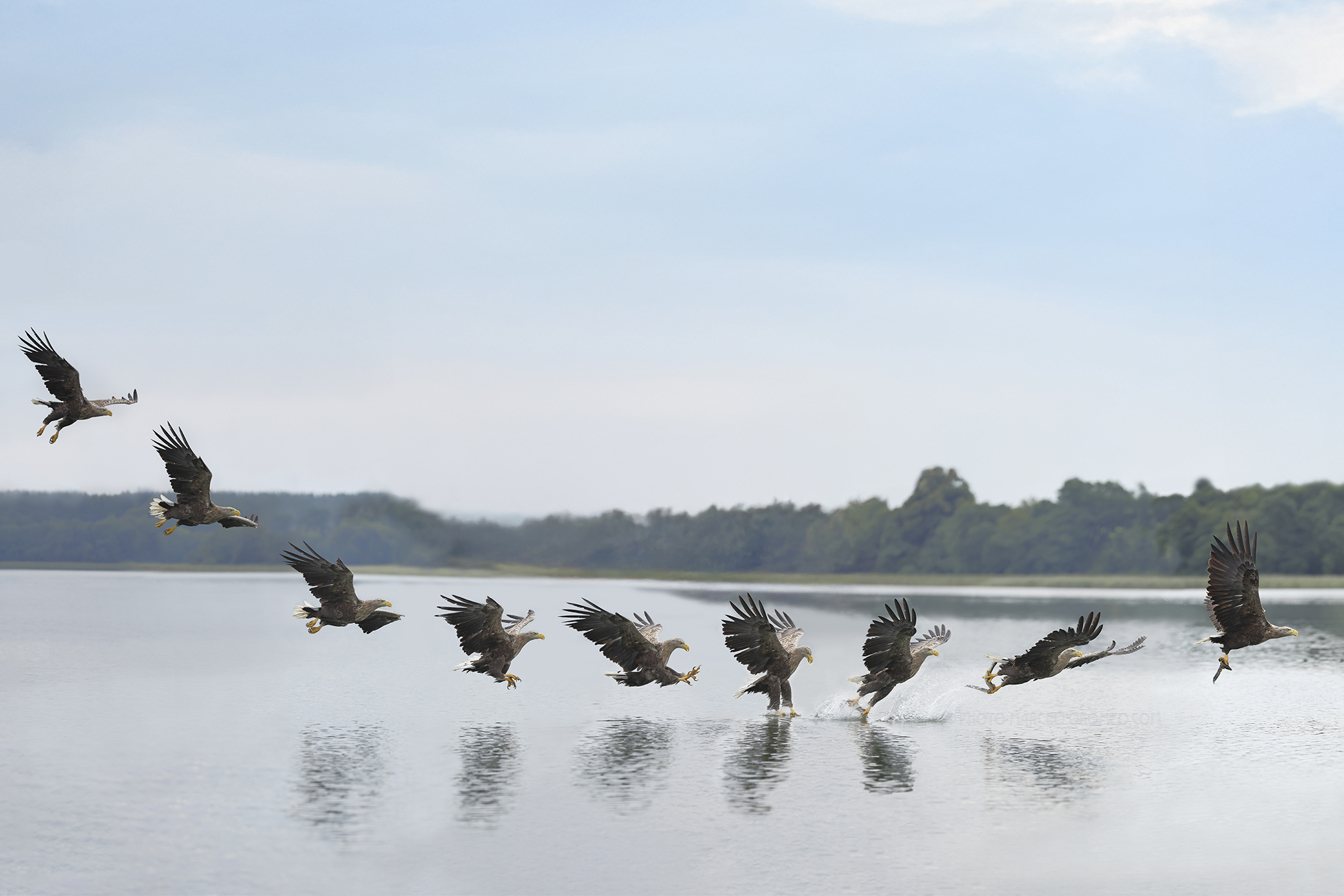 Zeearend; White-tailed Eagle; Haliaeetus albicilla