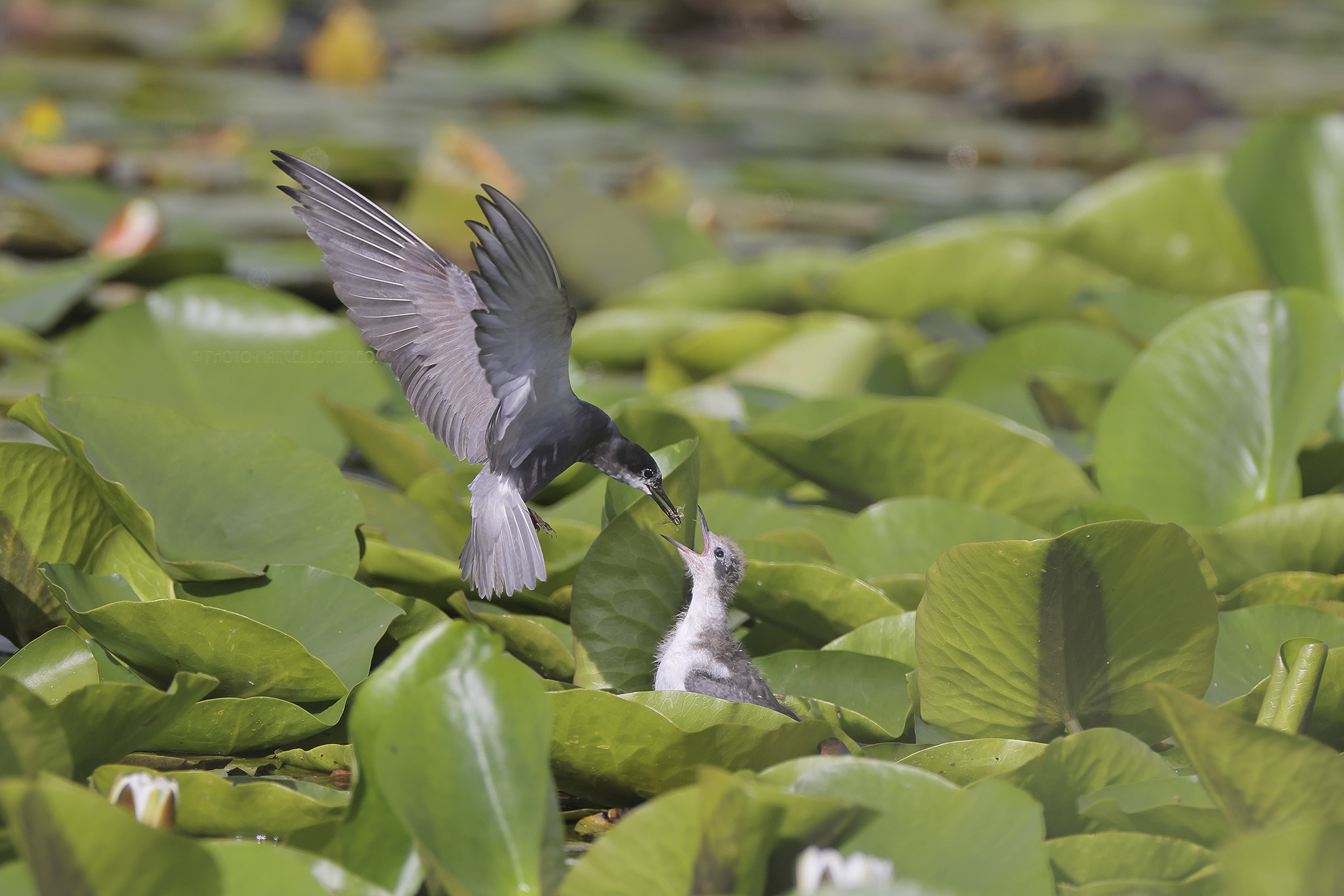 Zwarte Stern; Black Tern; Chlidonias niger
