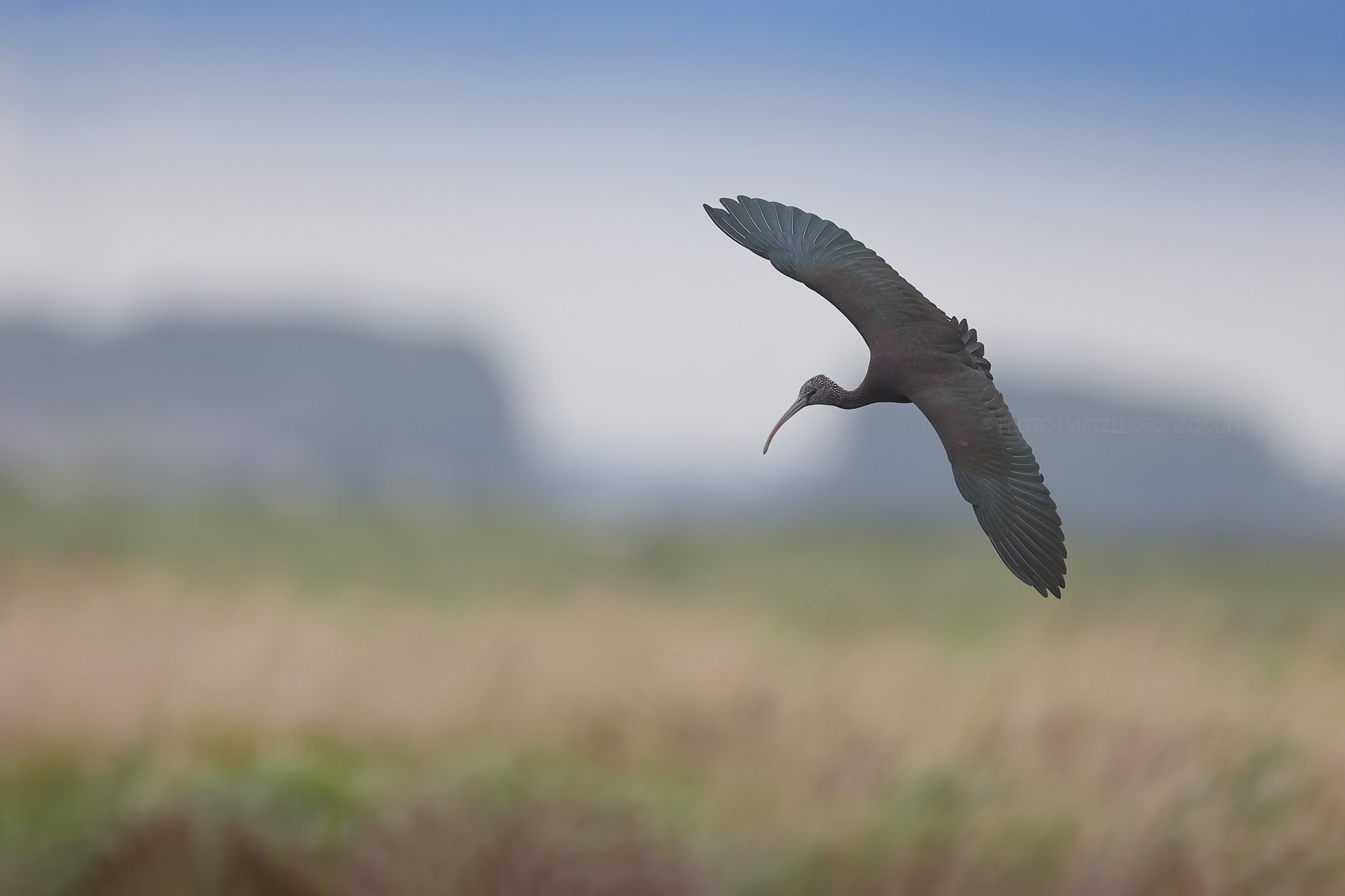 Zwarte ibis; Glossy ibis; Plegadis falcinellus
