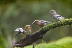 Appelvink; Hawfinch; Coccothraustes Coccothraustes