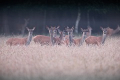 Edelhert; Red Deer; Cervus Elaphus