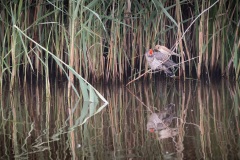 Koekoek; Common Cuckoo; Cuculus Canorus