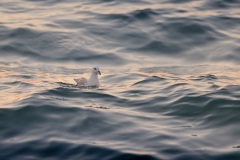 Noordse Stormvogel; Northern Fulmar; Fulmarus glacialis