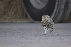 Steenuil; Little Owl; Athene noctua