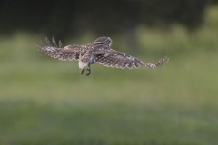 Steenuil; Little Owl; Athene noctua