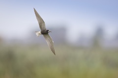 Zwarte Stern; Black Tern; Chlidonias niger