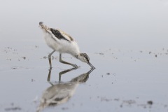 Kluut; Pied Avocet; Recurvirostra avosetta