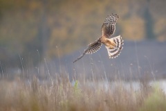 Blauwe Kiekendief; Hen Harrier; Circus Cyaneus