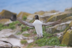 Alk; Razorbill; Alca Torda