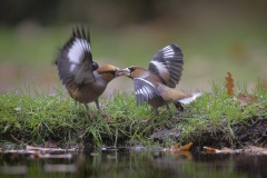 Appelvink; Hawfinch; Coccothraustes coccothraustes