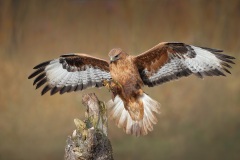 Arendbuizerd; Long-legged Buzzard; Buteo rufinus