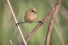Baardman; Bearded Reedling; Panurus biarmicus