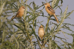 Baardman; Bearded Reedling; Panurus biarmicus
