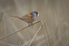 Baardman; Bearded Reedling; Panurus biarmicus