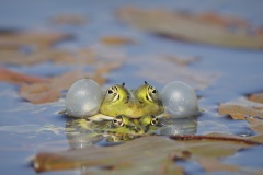 Bastaardkikker; Edible Frog; Pelophylax kl. esculentus