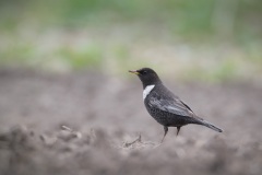 Beflijster; Ring Ouzel; Turdus Torquatus