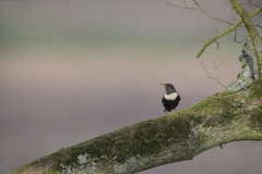 Beflijster; Ring Ouzel; Turdus Torquatus