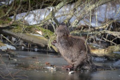 Bever; Eurasian Beaver; Castor Fiber