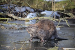Bever; Eurasian Beaver; Castor Fiber
