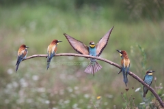 Bee-eaters resting on a branch