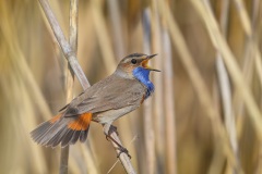 Blauwborst; Bluethroat; Luscinia Svecica