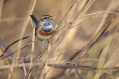 Blauwborst; Bluethroat; Luscinia svecica cyanecula