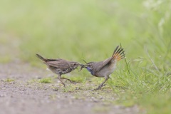 Blauwborst; Bluethroat; Luscinia svecica