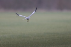 Blauwe Kiekendief; Hen Harrier; Circus cyaneus
