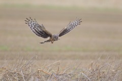 Blauwe Kiekendief; Hen Harrier; Circus cyaneus