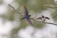 Boerenzwaluw; Barn Swallow; Hirundo rustica