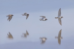 Bontbekplevier; Common Ringed Plover; Charadrius hiaticula