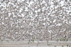 Bonte Strandloper; Dunlin; Calidris Alpina
