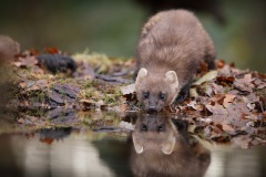 Boommarter; European Pine Marten; Martes Martes