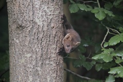 Boommarter; European Pine Marten; Martes martes