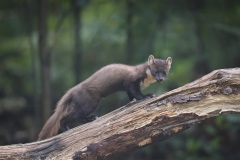 Boommarter; European Pine Marten; Martes martes