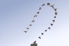 Boompieper; Tree Pipit; Anthus trivialis