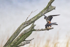 Boomvalk; Eurasian Hobby; Falco Subbuteo